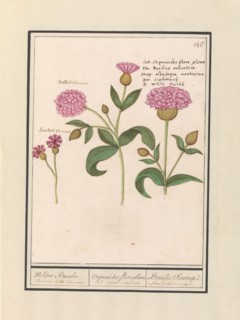 Cuckoo flower (Silene dioica), 1596-1610. Creators: Anselmus de Boodt, Elias Verhulst.