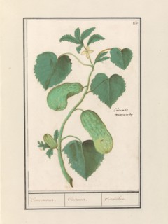 Cucumber (Cucumis sativus), 1596-1610. Creators: Anselmus de Boodt, Elias Verhulst.