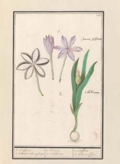 Autumn crocus (Colchicum autumnale), 1596-1610. Creators: Anselmus de Boodt, Elias Verhulst.