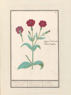 Cuckoo Flower (Lychnis) or Rose campion (Lychnis Coronaria), 1596-1610. Creators: Anselmus de Boodt, Elias Verhulst.