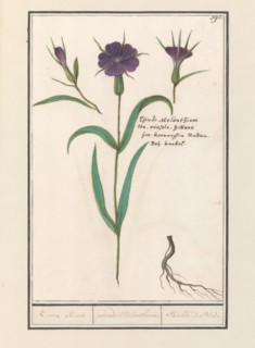 Bolderik (AgroStemma Gitage), 1596-1610. Creators: Anselmus de Boodt, Elias Verhulst.