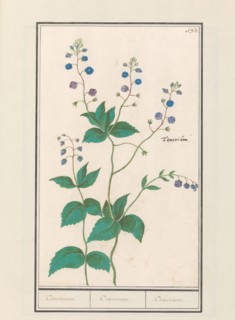 Speedwell or germander speedwelll (Veronica chamaedrys), 1596-1610. Creators: Anselmus de Boodt, Elias Verhulst.