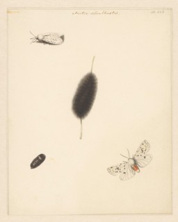 Study sheet with caterpillar, cocoon and moth with spread wings of the Aretia Menthaastri, 1848. Creator: Albertus Steenbergen.