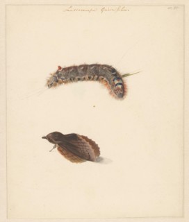 Study sheet with caterpillar and moths, lasiocampa quireifolia, 1824-1900. Creator: Albertus Steenbergen.