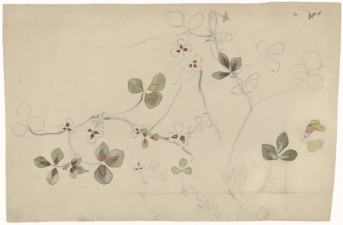 Study of butterfly flower, 1869-1925. Creator: Antoon Derkinderen.