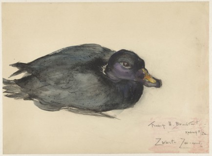 Black scoter, 1885-1931. Creator: Frederika Henriëtte Broeksmit.