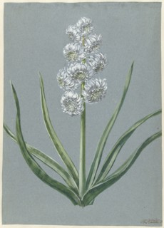 Hyacinth Margrave Charles of Baden Durlach, 1720-1729. Creator: Hendrik Budde.
