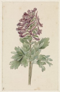 Flowering Corydalis Bulbosa, 1831-1900. Creator: Jan Jacob Goteling Vinnis.