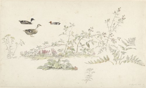 Study sheet with plants and water birds, 1806. Creator: Josephus Augustus Knip.