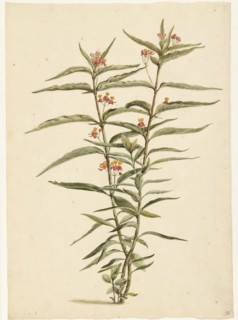 Flowering Frederiksbloem (Asclepias Curassavica), 1668-1729. Creator: Vincent Laurentz van der Vinne I.