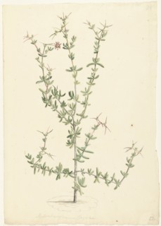 Mesembryanthemum spinosum, 1668-1729. Creator: Vincent Laurentz van der Vinne I.