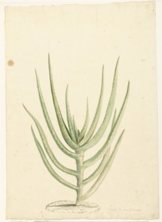 Crassula perfoliata, 1668-1729. Creator: Vincent Laurentz van der Vinne I.