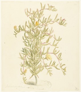 Flowering Mesembryanthemum from the Aizoaceae family, 1668-1729. Creator: Vincent Laurentz van der Vinne I.
