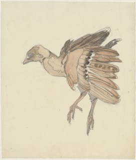 Dead bird (partridge?), 1873-1917. Creator: Theo van Hoytema.