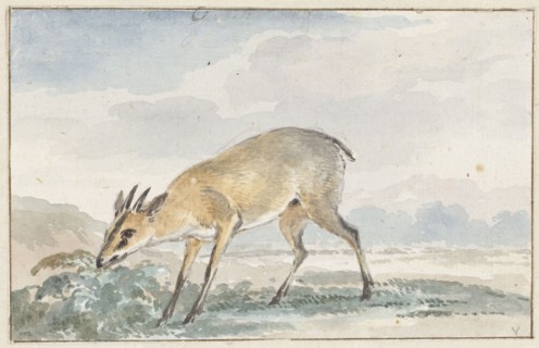 Guinea damsel goat or Sylvicapra Grimmia, 1765. Creator: Aert Schouman.