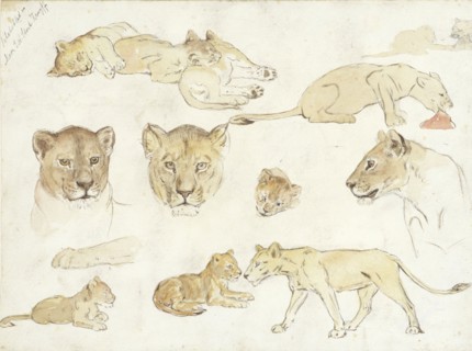 Studies of Lions, 1880-1946. Creator: Anna Maria Kruijff.