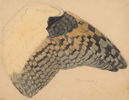 Wing of a long-eared owl, 1898. Creator: Balthasar Meisner.