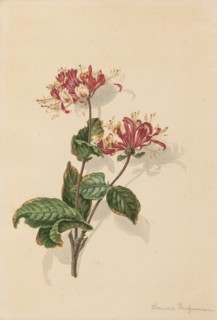 Branch wild honeysuckle (Lonicera periclymenum), 1750-1811. Creator: Bernhard Heinrich Thier.