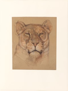 Head of a lioness, 1866-1939. Creator: Bernard Willem Wierink.