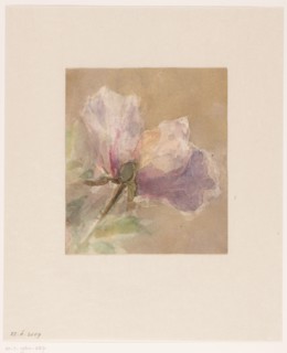 Withered rose, 1851-1924. Creator: Carel Nicolaas Storm.