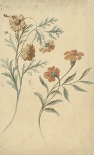 Flower study of a red and a brown flower, 1677-1755. Creator: Elias van Nijmegen.