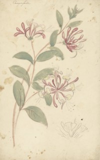 Honeysuckle, 1677-1755. Creator: Elias van Nijmegen.