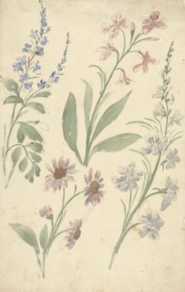 Four studies of pink and blue flowers, 1677-1755. Creator: Elias van Nijmegen.