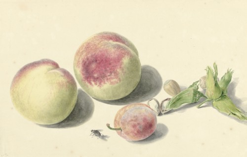 Peaches, nuts, a plum and a fly, 1818-1853. Creator: Elisabeth Geertruida van de Kasteele.
