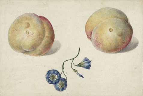 Two peaches and a flower, 1792-1861. Creator: Georgius Jacobus Johannes van Os.