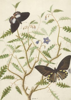 Two Exotic Butterflies on a Blooming Bush, 1774-1842. Creator: Hermanus de Wit.