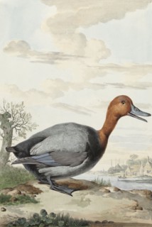 Pochard, 1777. Creator: Jabes Heenck.