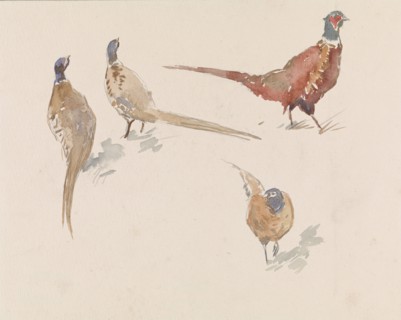 Four pheasants, 1864-1936. Creator: Johannes Cornelis van Essen.