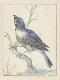 Lazuli Bunting, c.1670-c.1719. Creator: Jan Weenix.