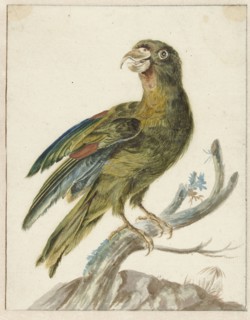 Parakeet, 1670-1719. Creator: Jan Weenix.