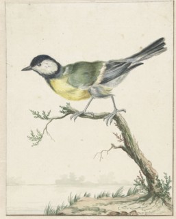 Coal tit, 1650-1719. Creator: Jan Weenix.
