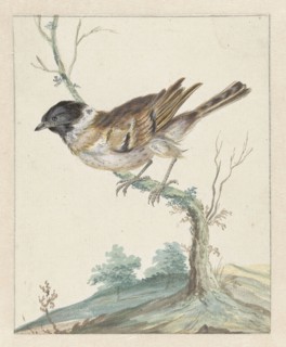 Reed bunting (?), 1650-1719. Creator: Jan Weenix.