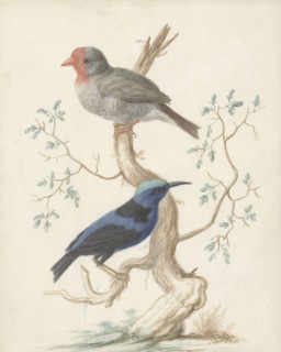 Bresiljan/breiljaan and hummingbird, 1658-1727. Creator: Johannes Bronkhorst.