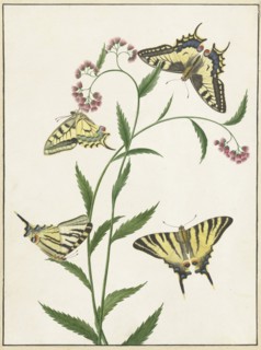 Four Butterflies on Flowers, 1747-1802. Creator: Paulus Knogh.