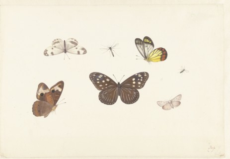 Sheet with five butterflies and two flies, c.1674-c.1692. Creator: Pieter Withoos.