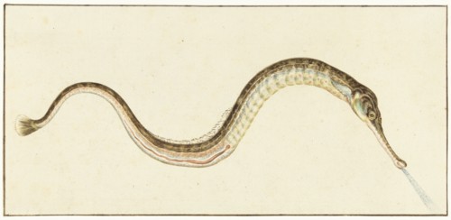 Pipefish (Syngnatus Acus), 1664-1693. Creator: Pieter Withoos.