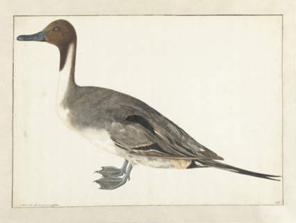 Drake Pintail, 1682. Creator: Rochus van Veen.