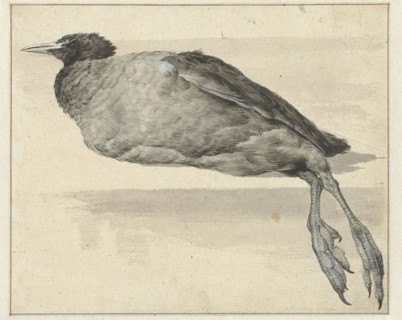 Dead coot, 1649-1709. Creator: Rochus van Veen.