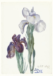 Irises, 1897. Creator: Sina Mesdag van Houten.