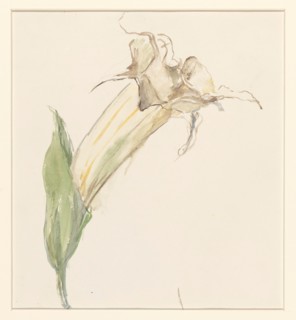Flower (from a gourd?), 1844-1909. Creator: Sina Mesdag van Houten.