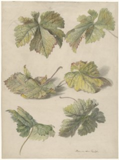 Studies of vine leaves, 1796. Creator: Willem van Leen.