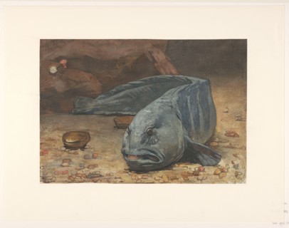Wolffish at the bottom of an aquarium, 1883. Creator: Willem Witsen.