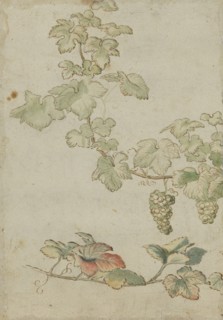 Grapevine, c17th century. Creator: Unknown.