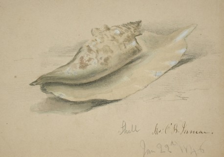Conch Shell, 1846. Creator: John O'Brien Inman.