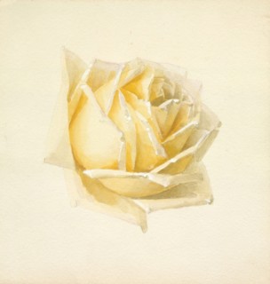 Study of a Rose, c1898. Creator: Paul de Longpré.