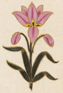 Pink lily motif, Folio from the Small Clive Album, Dated 1674-1675. Creator: Unknown.